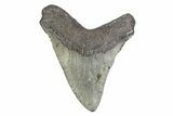 Fossil Megalodon Tooth - North Carolina #381378-1